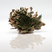 Load image into Gallery viewer, Jericho Flower (Resurrection Plant)