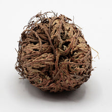 Load image into Gallery viewer, Jericho Flower (Resurrection Plant)