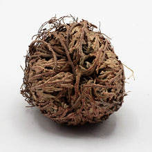 Load image into Gallery viewer, Jericho Flower (Resurrection Plant)
